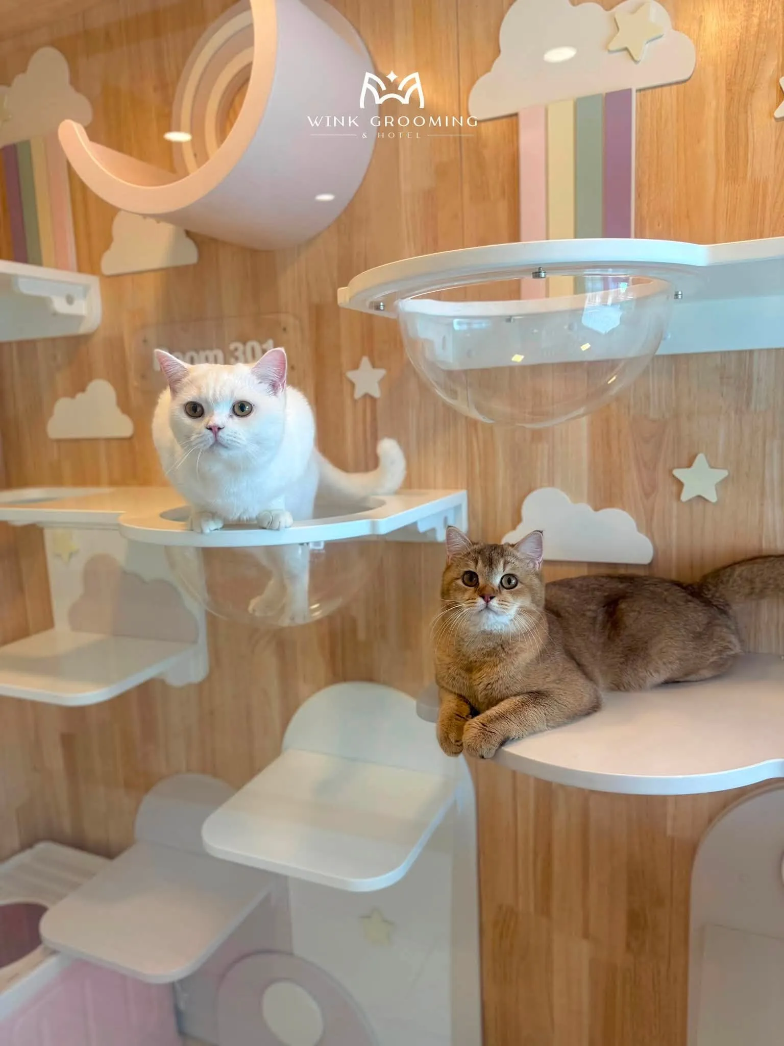 ห้องแฟมิลี่ ป้าย Room 301 แมวสองตัวอยู่บนชั้นไต่คนละชั้น ผนังไม้ตกแต่งเมฆ ดาว รุ้ง พระจันทร์ และโดมใสให้มุด